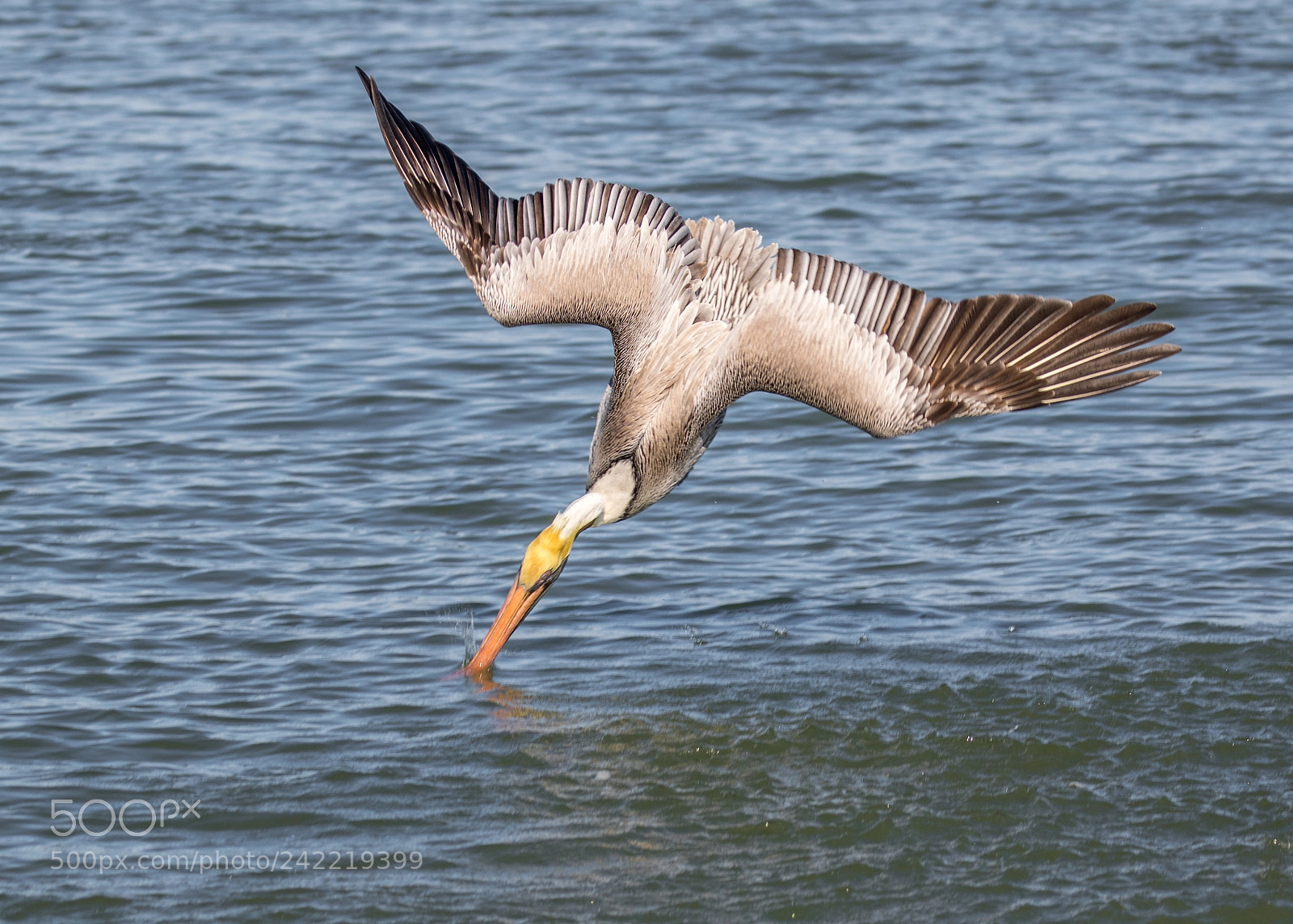 Canon EOS 7D Mark II sample photo. Pelican in action photography