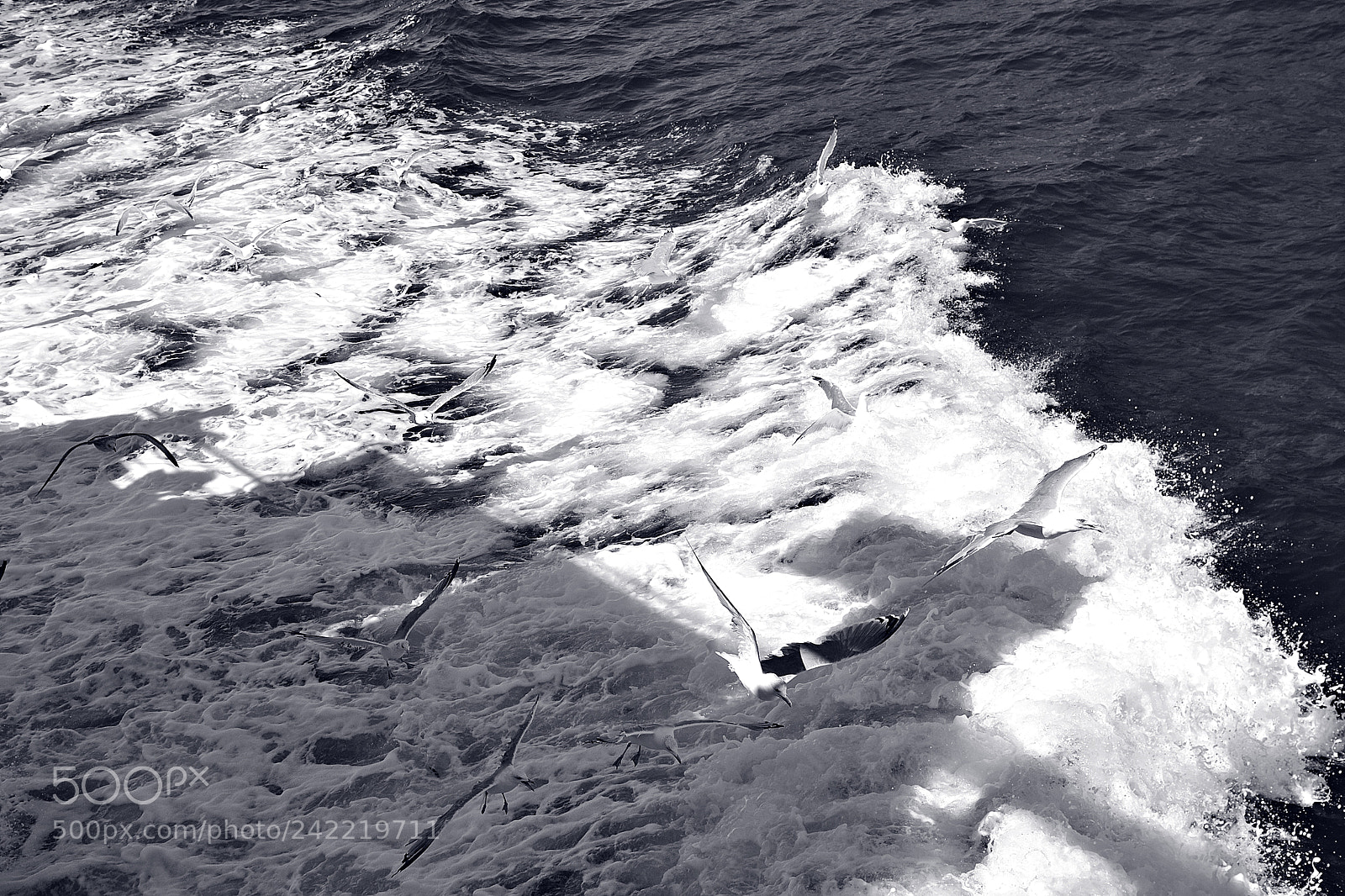Nikon D3100 + Nikon AF-S DX Nikkor 35mm F1.8G sample photo. Sea'n'seagulls photography