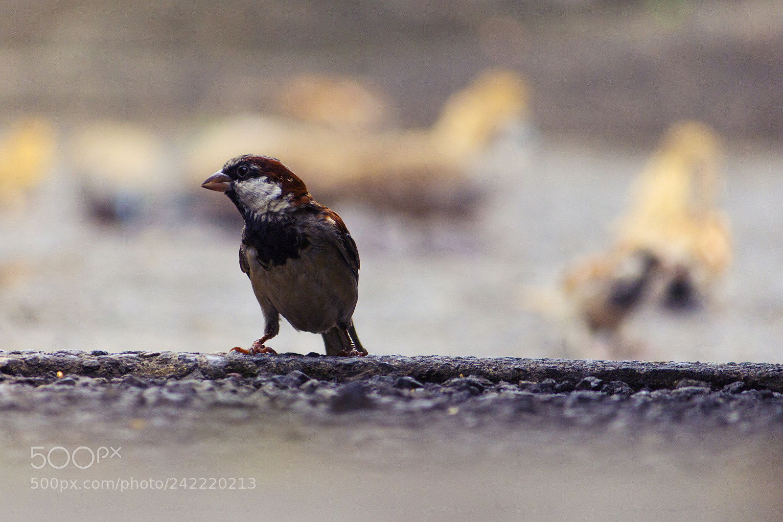 Canon EOS 60D sample photo. Bird photography