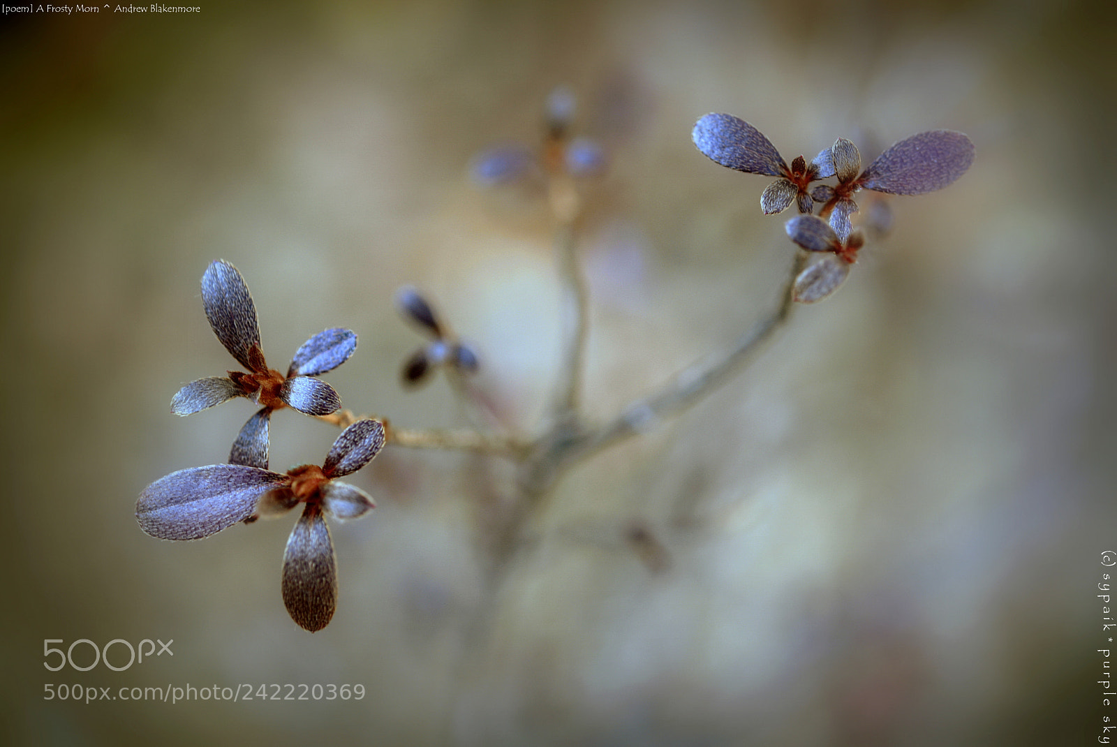 Nikon AF-S Micro-Nikkor 60mm F2.8G ED sample photo. A frosty morn photography