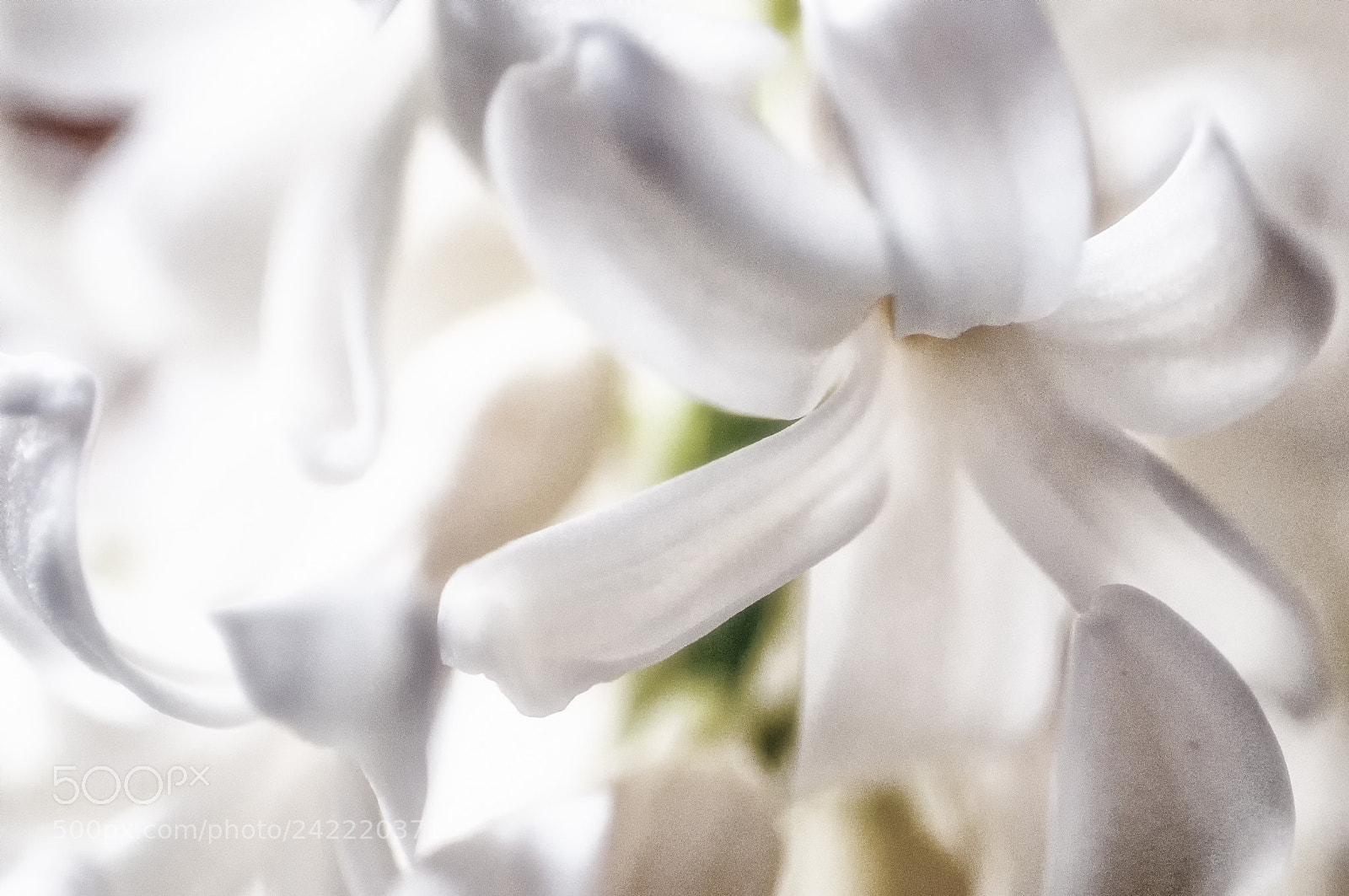 Nikon D90 sample photo. Hyacinth photography