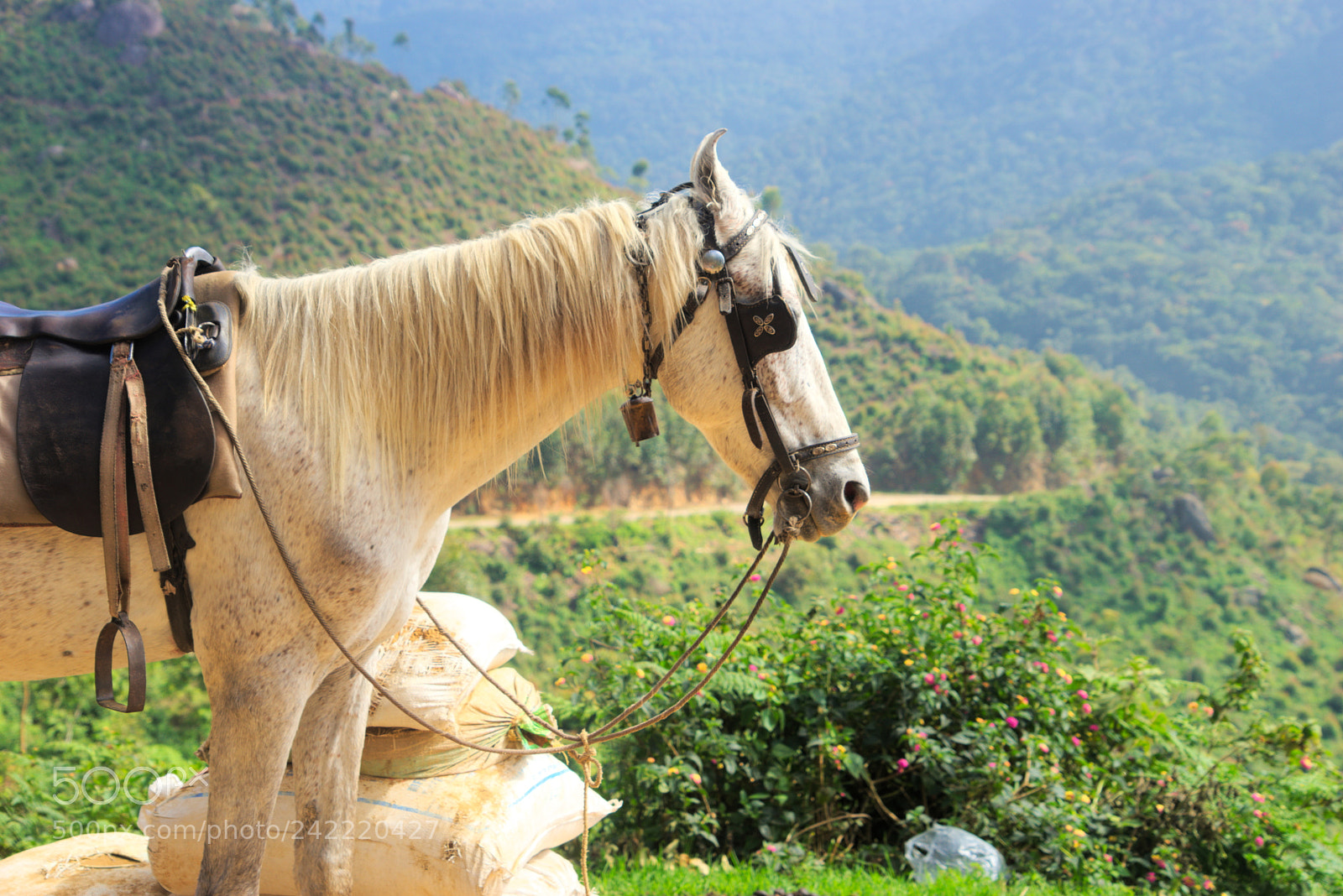 Sony a7 sample photo. Horse's beauty photography