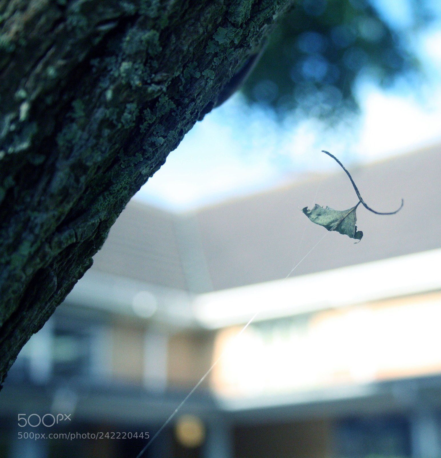 Canon EOS 1000D (EOS Digital Rebel XS / EOS Kiss F) sample photo. A floating leaf photography