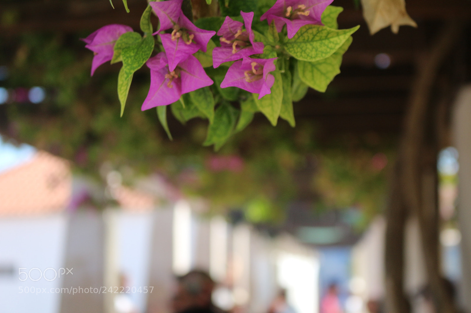 Canon EOS 100D (EOS Rebel SL1 / EOS Kiss X7) sample photo. Pink flowers photography