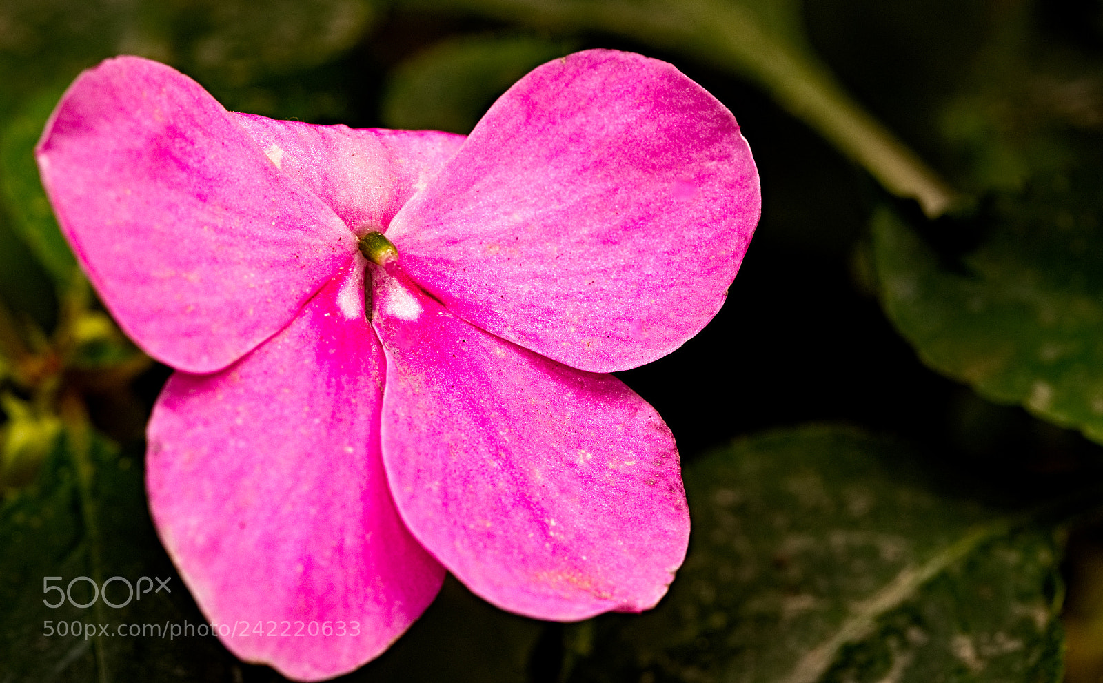 Olympus OM-D E-M10 II sample photo. Winter bloom photography