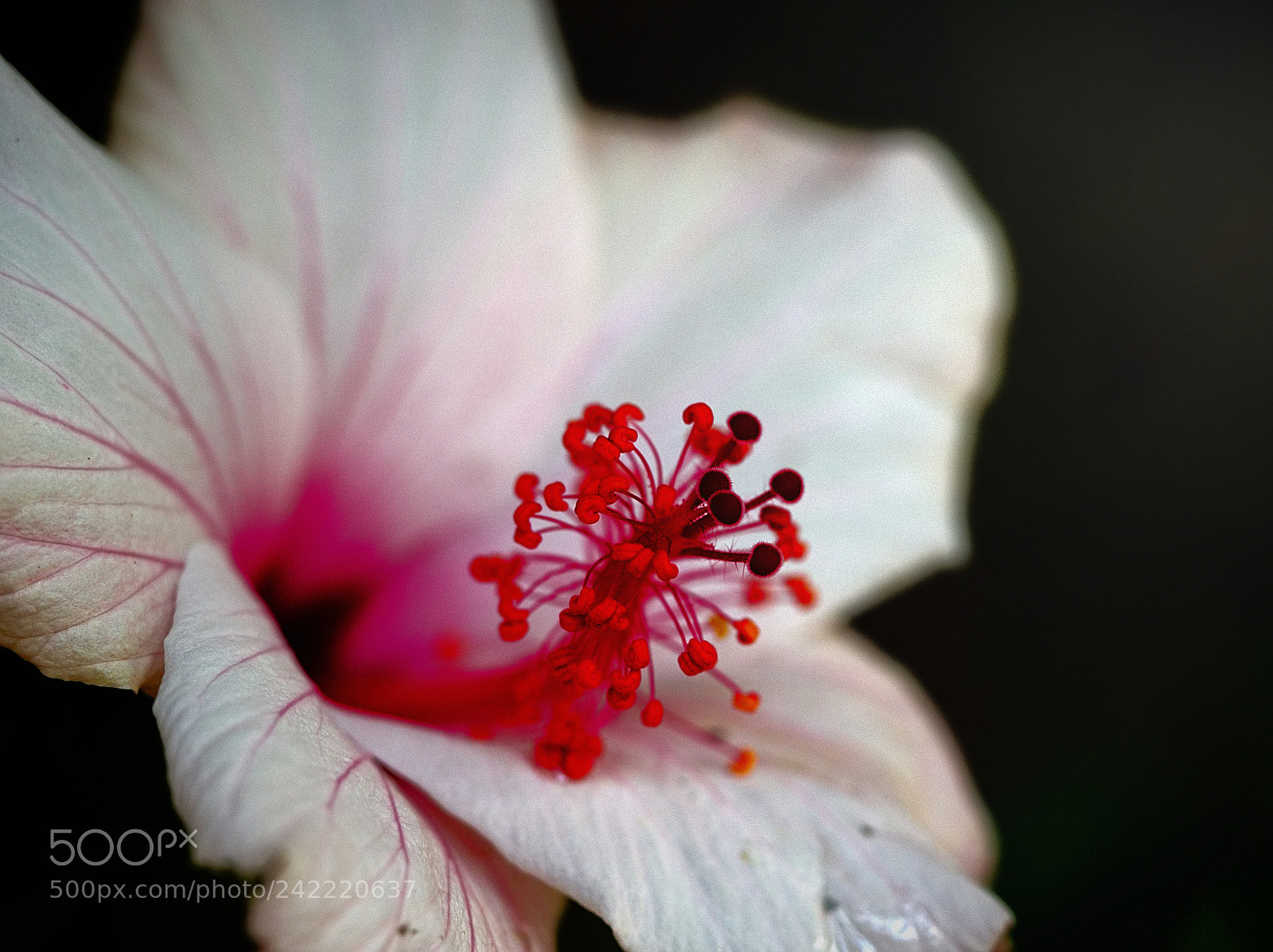 Olympus OM-D E-M10 II sample photo. Winter bloom photography