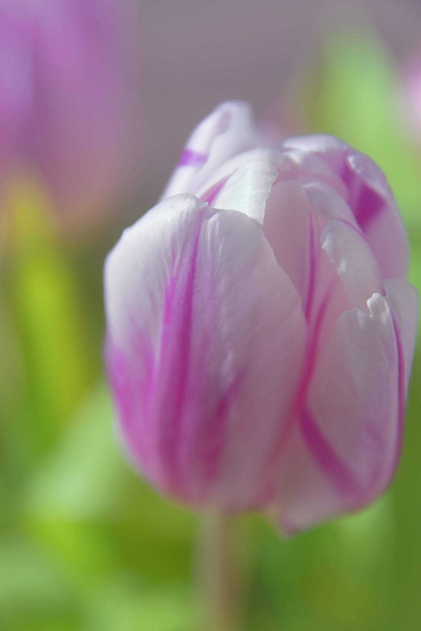 Sigma 17-70mm F2.8-4 DC Macro OS HSM | C sample photo. Tulpe makro photography