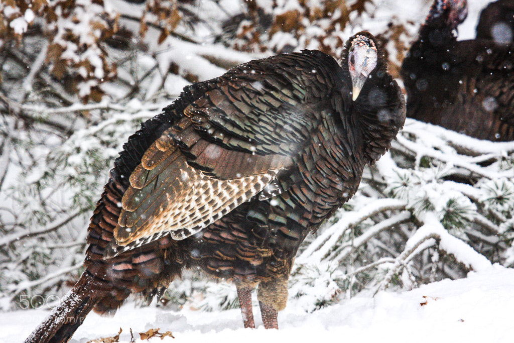 Canon EOS 40D sample photo. Michigan turkey in snow photography