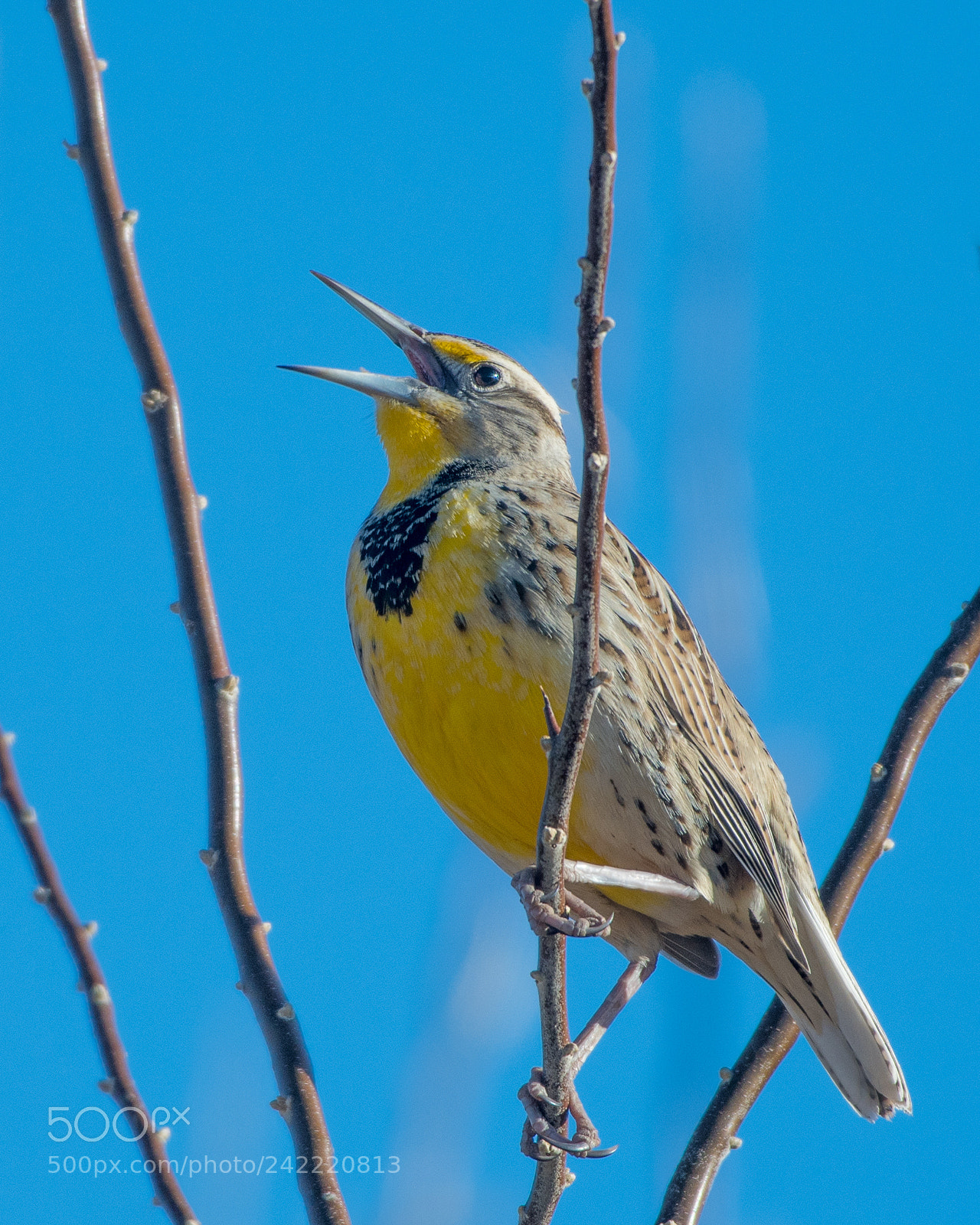 Nikon D500 sample photo. Western meadowlark photography