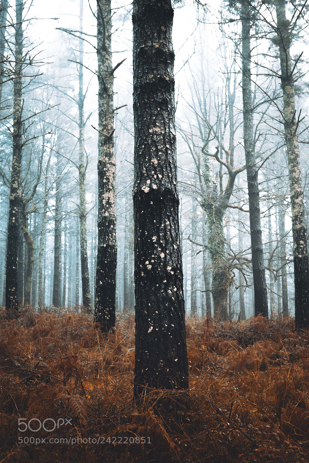 Fujifilm X-T10 sample photo. Forest in the winter photography