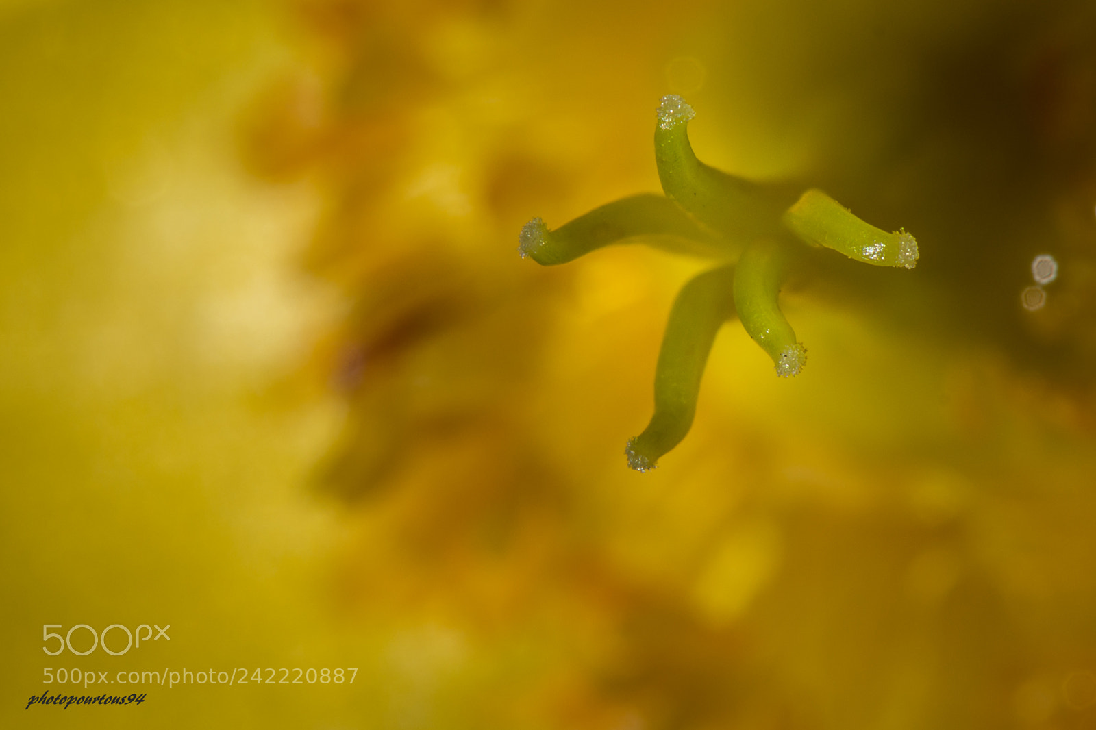 Nikon D7100 sample photo. Pistil photography