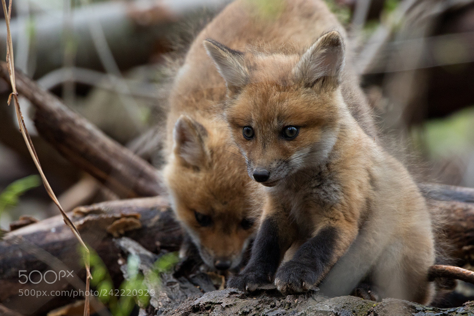 Canon EOS 7D Mark II sample photo. Fox cub pair photography