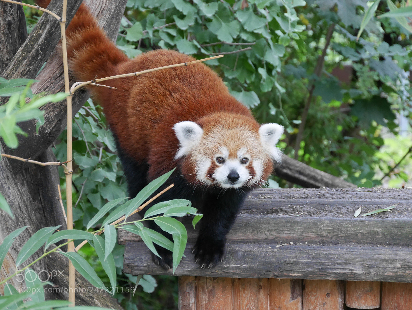 Panasonic Lumix DMC-GM1 sample photo. Red panda photography