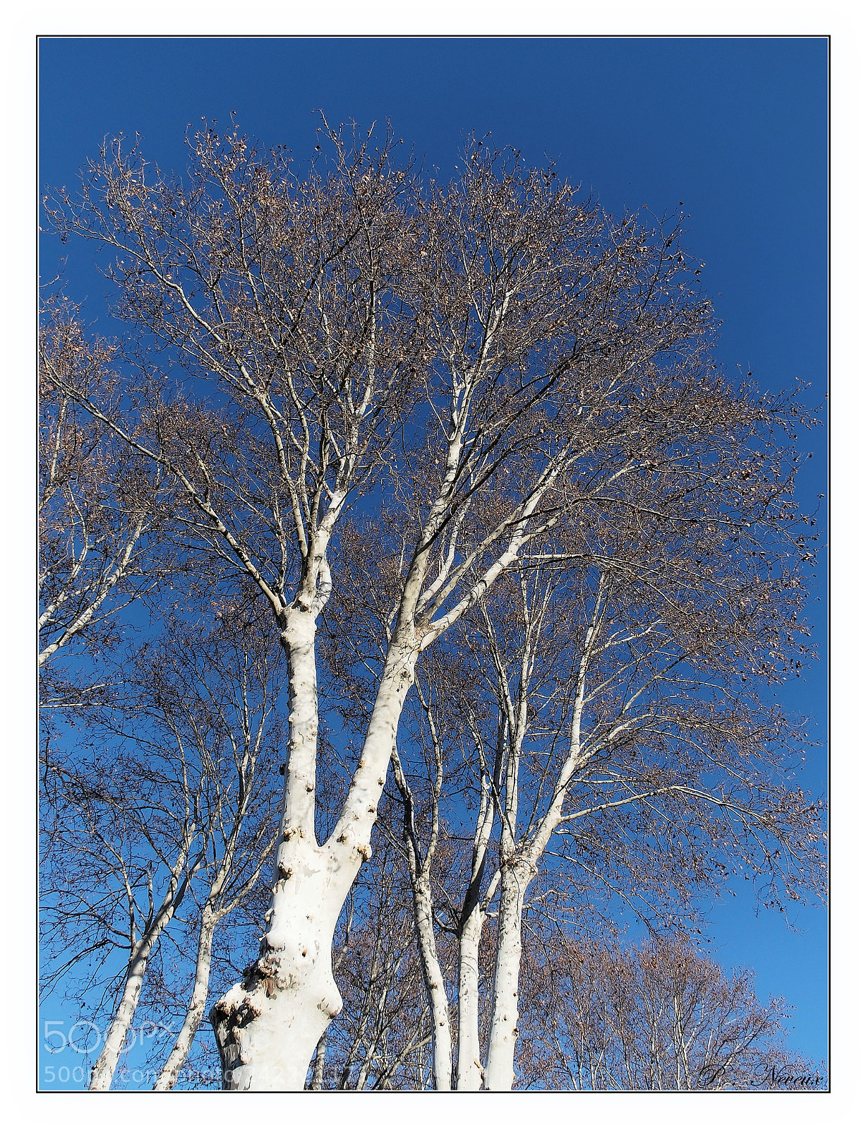 Olympus STYLUS1,1s sample photo. Les arbres dans le photography