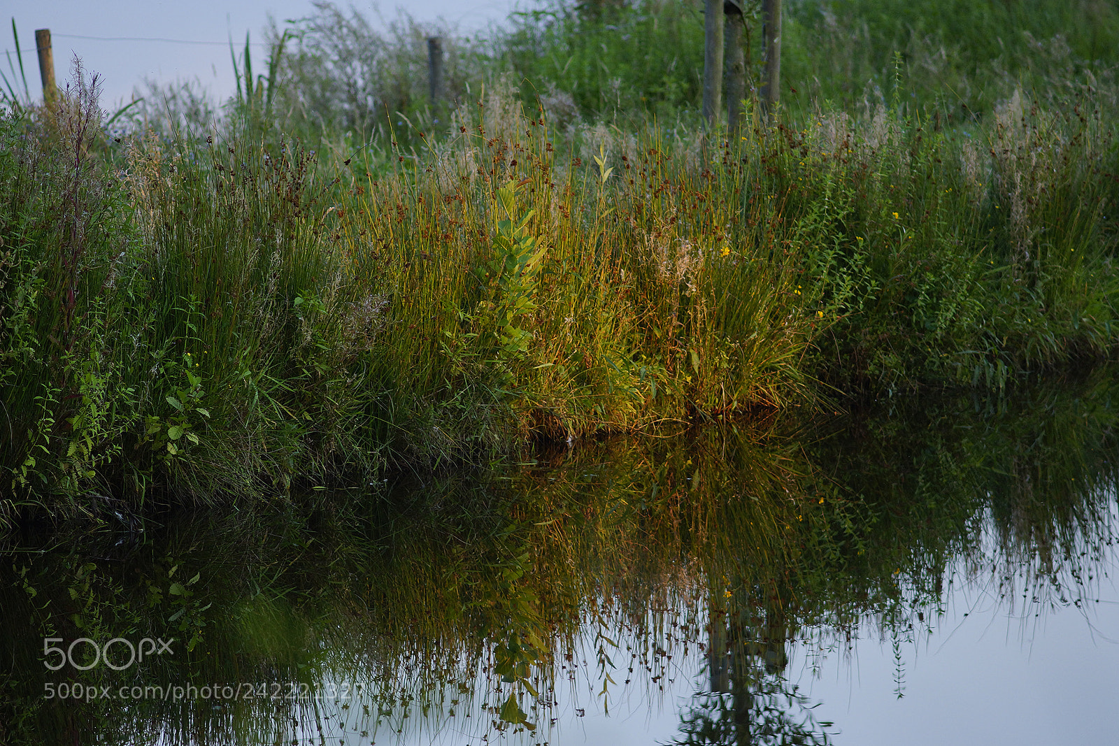 Sony SLT-A65 (SLT-A65V) sample photo. A still life photography