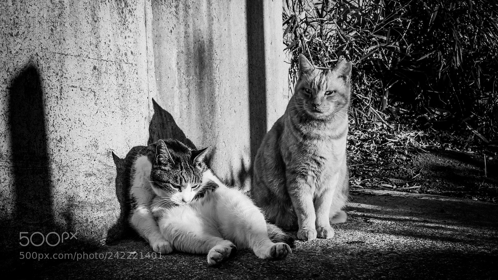 Fujifilm X-Pro1 sample photo. Wise eyes and willful photography