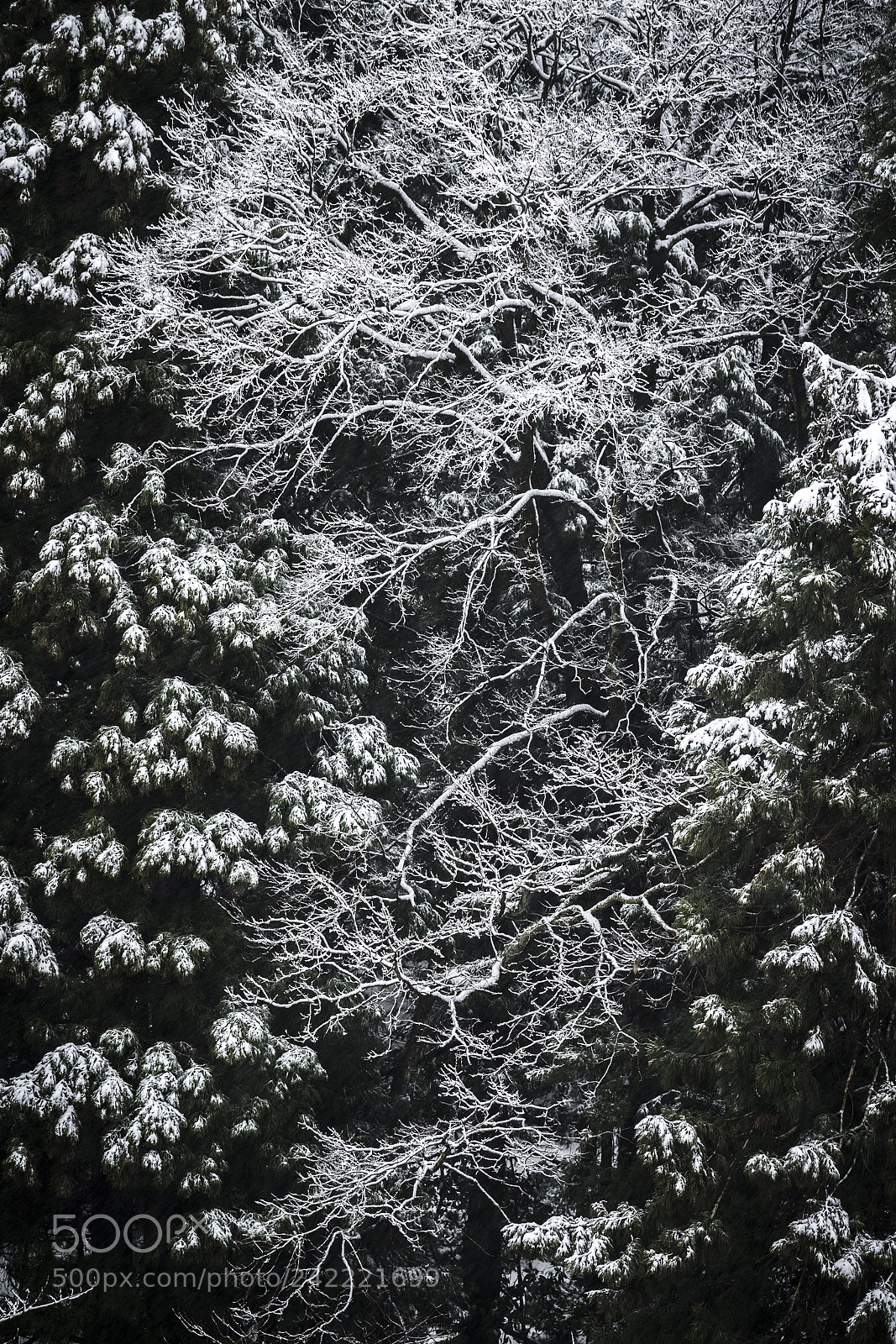 Nikon D5 sample photo. 閃耀 photography