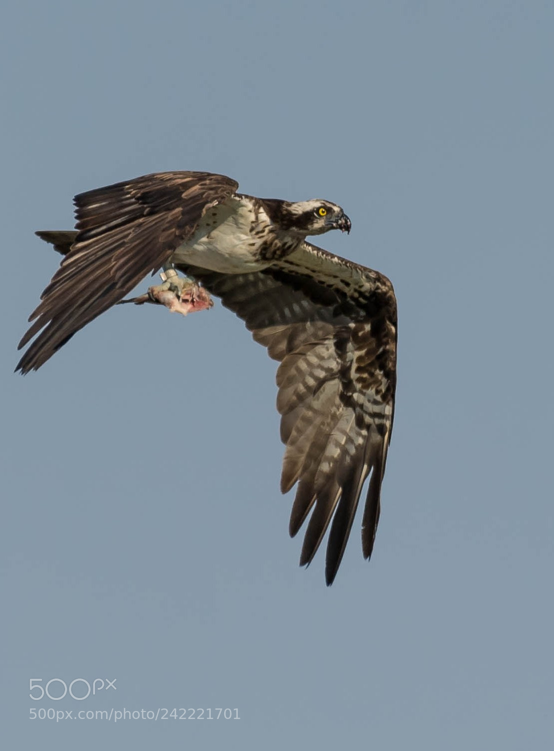Nikon D5 sample photo. Osprey photography