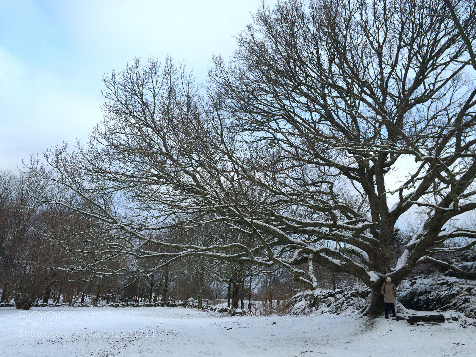 Apple iPhone 5s sample photo. The oak photography