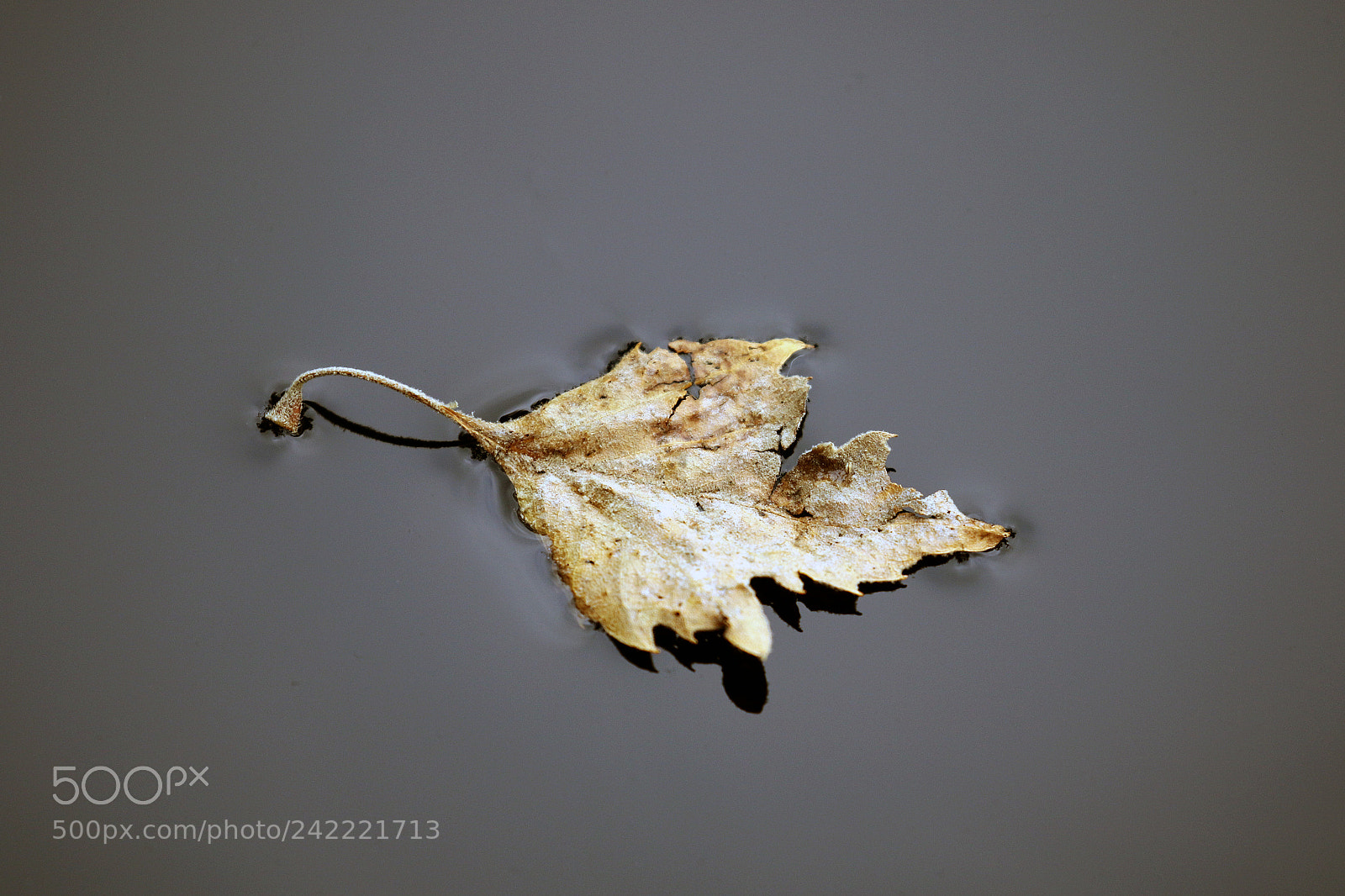 Canon EOS 7D Mark II sample photo. Simplicity photography