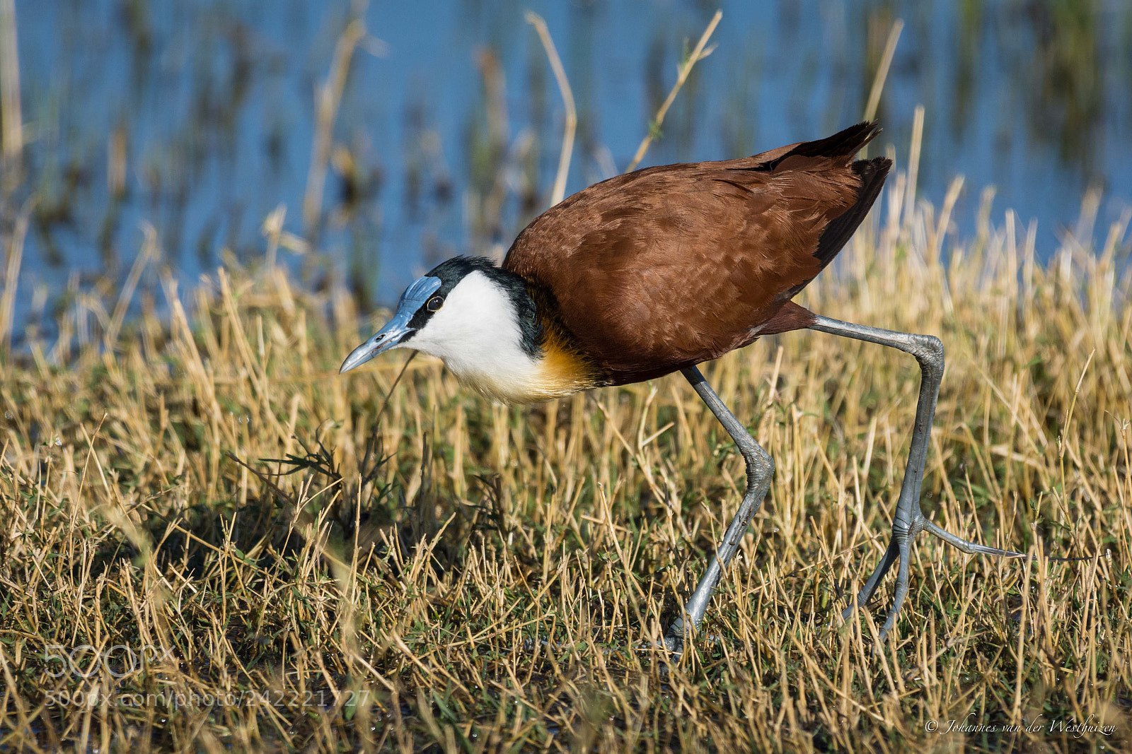 Nikon D7100 sample photo. Jacana photography