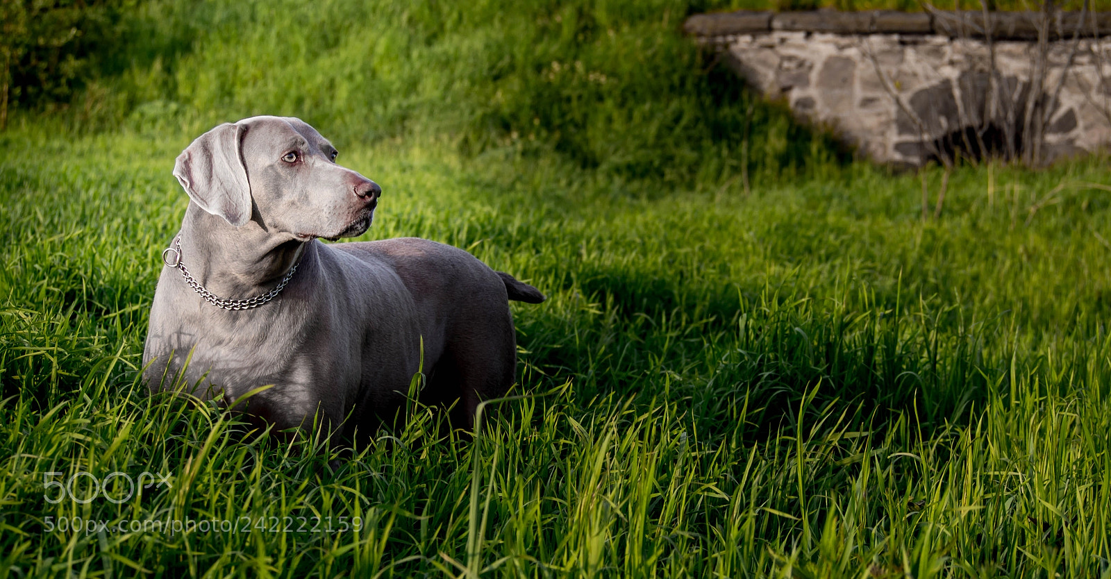 Olympus PEN E-PL6 sample photo. Memory of summer photography