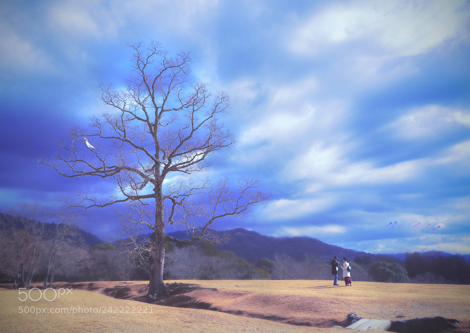 Sony a7 II sample photo. 人与树 photography