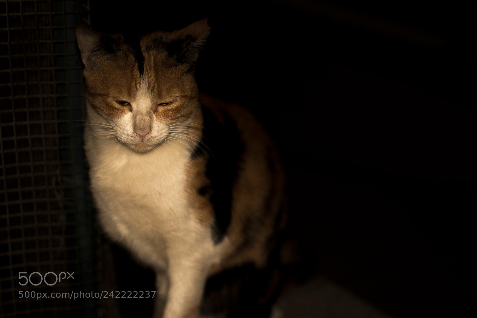 Canon EOS 100D (EOS Rebel SL1 / EOS Kiss X7) sample photo. Cats photography
