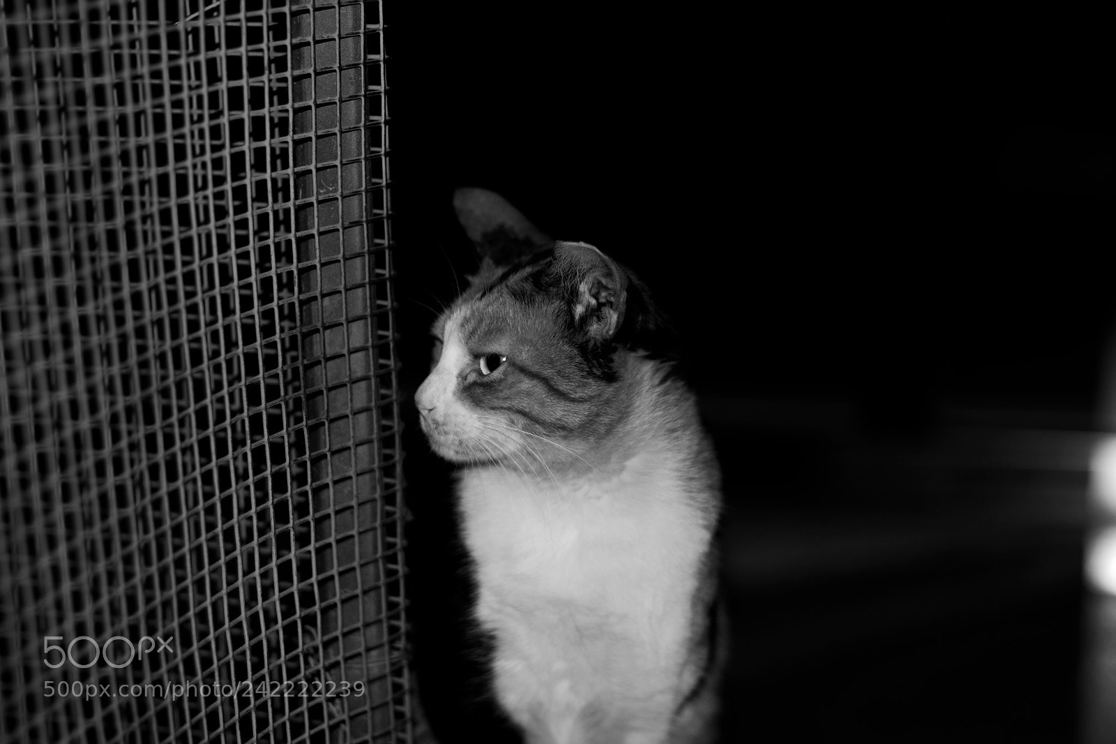 Canon EOS 100D (EOS Rebel SL1 / EOS Kiss X7) sample photo. Cats photography