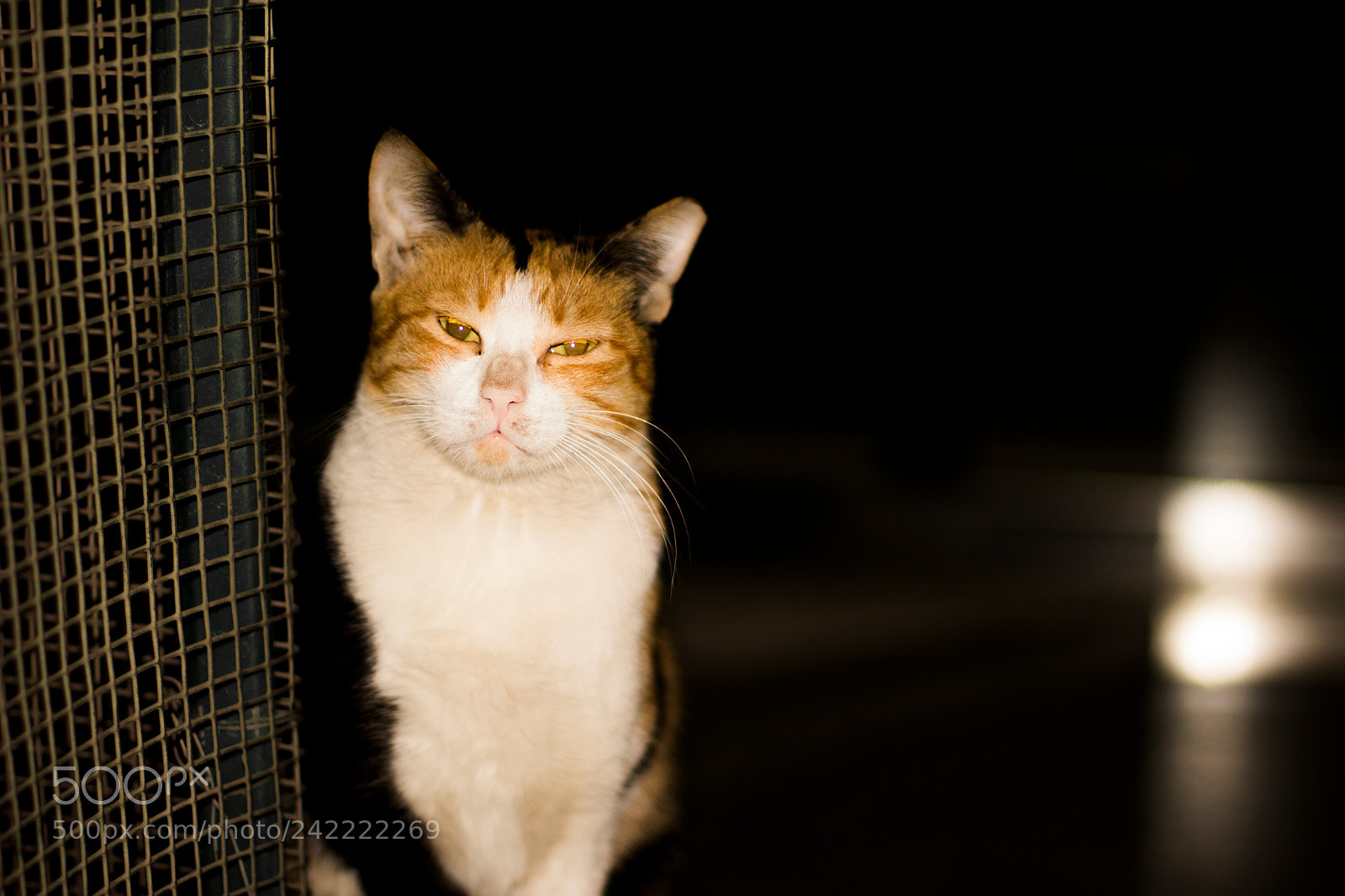 Canon EOS 100D (EOS Rebel SL1 / EOS Kiss X7) sample photo. Cats photography