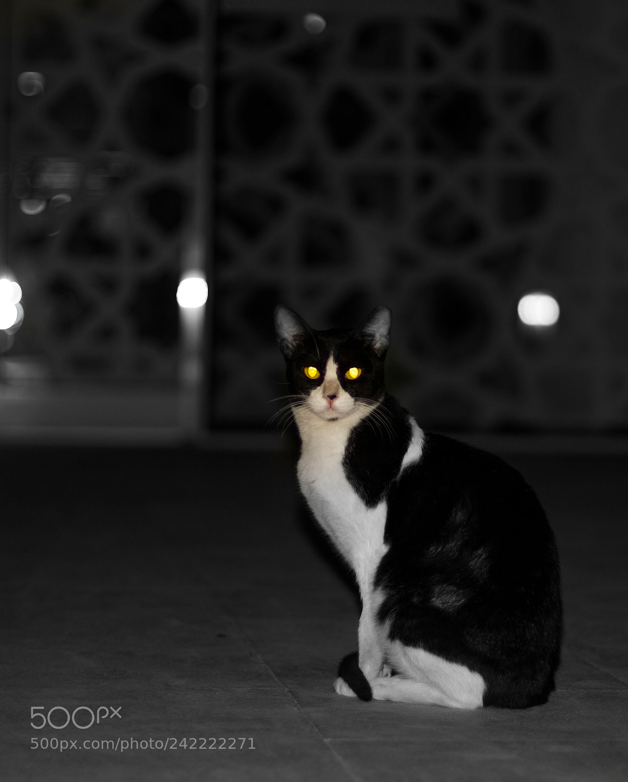 Canon EOS 100D (EOS Rebel SL1 / EOS Kiss X7) sample photo. Cats photography