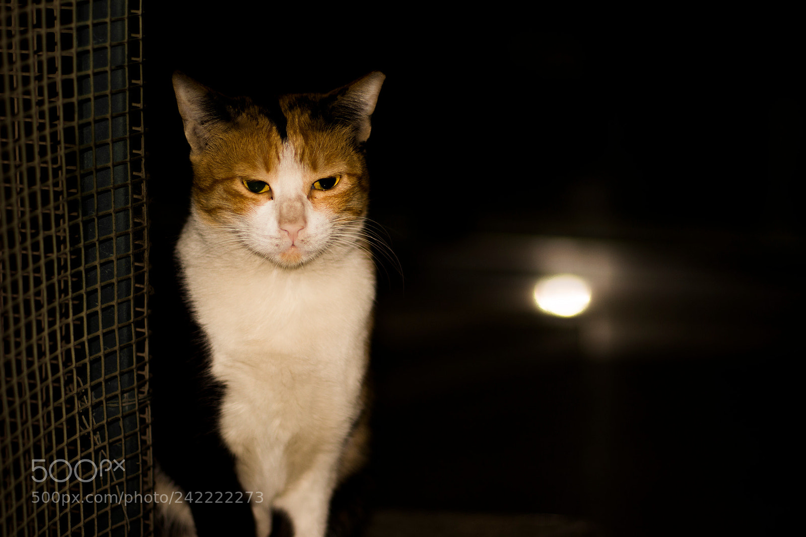 Canon EOS 100D (EOS Rebel SL1 / EOS Kiss X7) sample photo. Cats photography