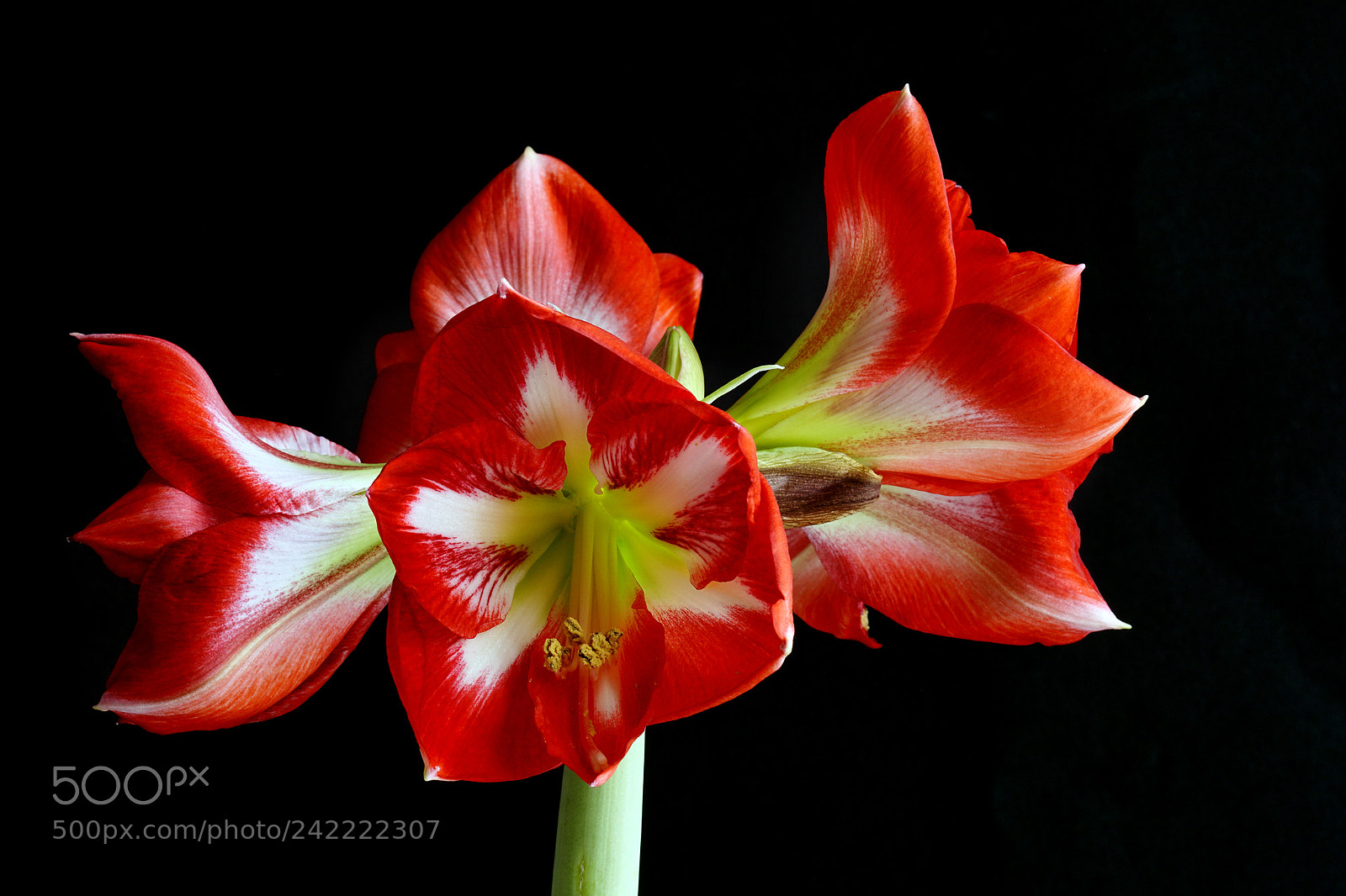 Sony ILCA-77M2 sample photo. Red beauty photography