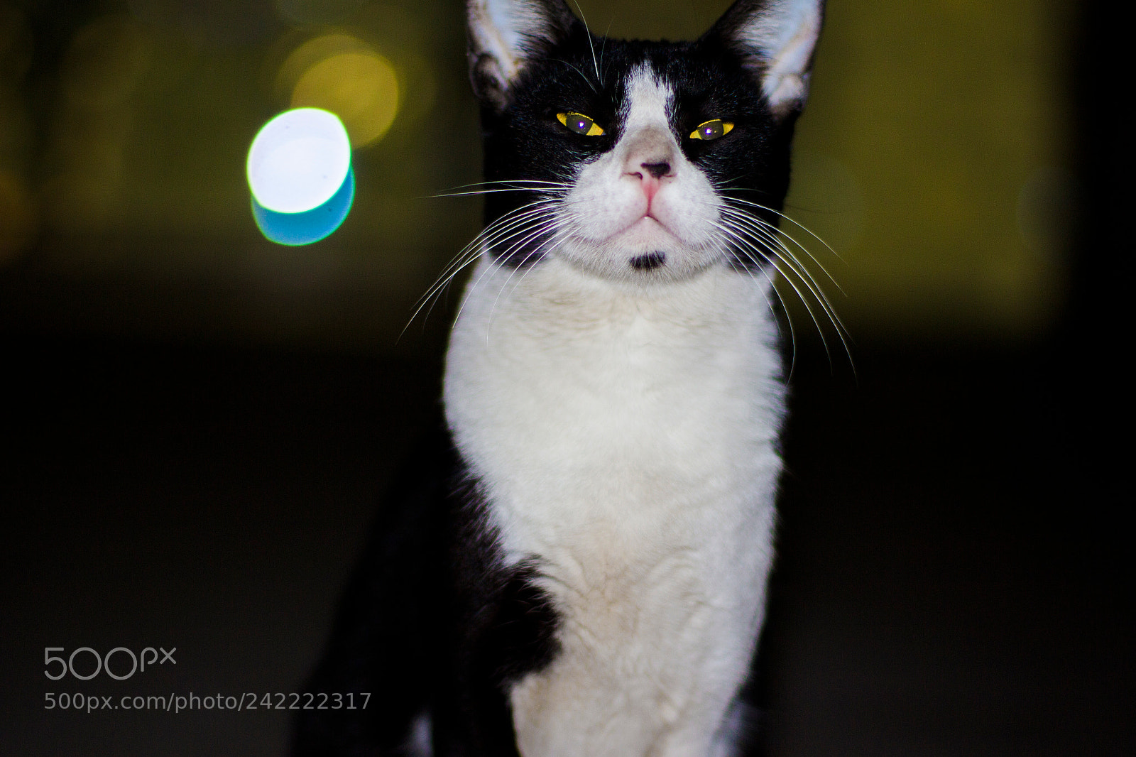 Canon EOS 100D (EOS Rebel SL1 / EOS Kiss X7) sample photo. Cats photography