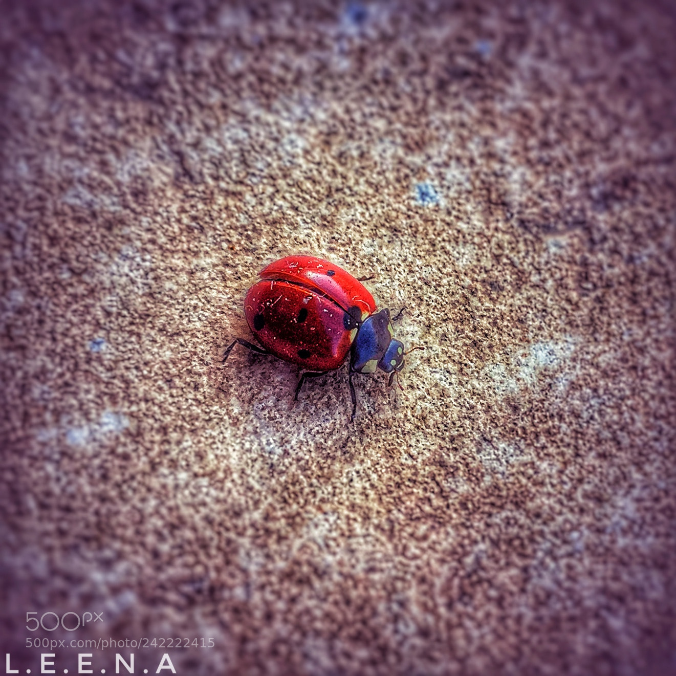 Apple iPhone 6 sample photo. I really love this photography