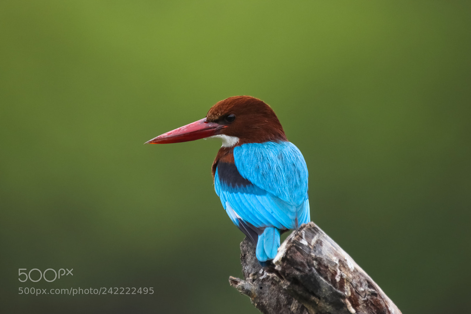 Canon EOS 77D (EOS 9000D / EOS 770D) sample photo. White throated kingfisher  photography