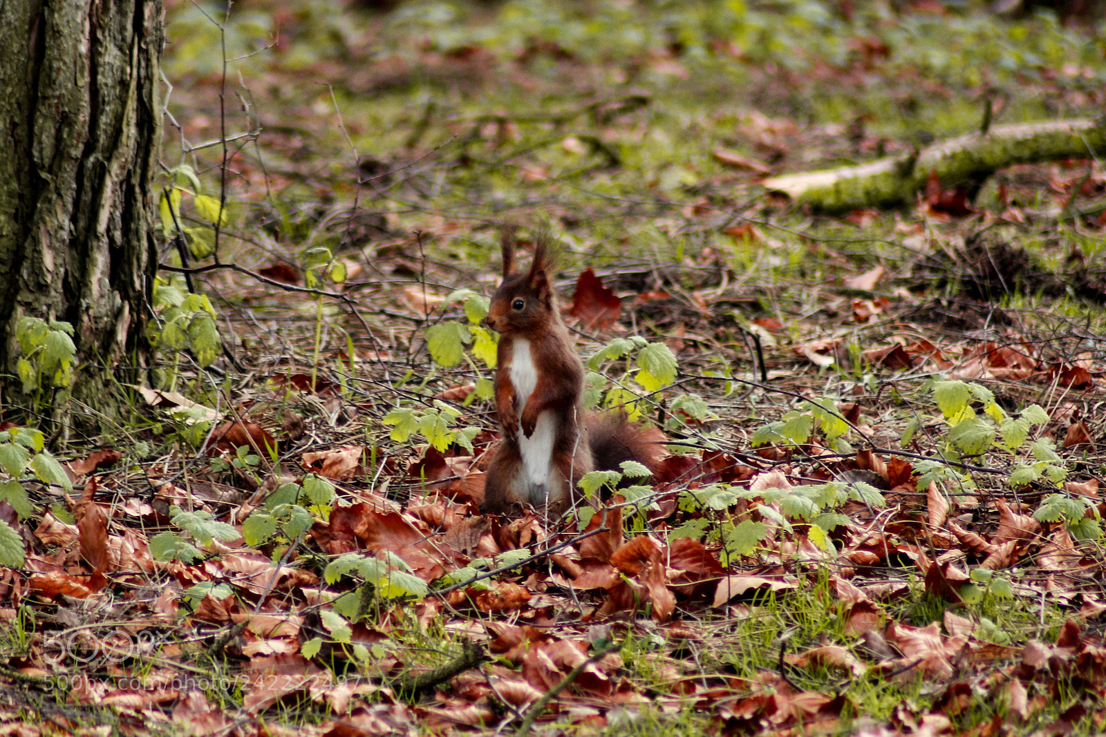 Canon EOS 1300D (EOS Rebel T6 / EOS Kiss X80) sample photo. Squirrel photography