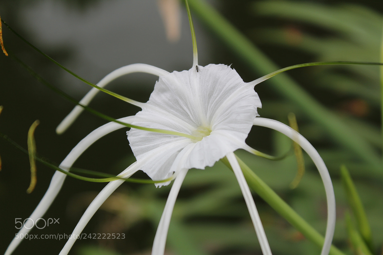 Canon EF-S 18-55mm F3.5-5.6 III sample photo. Img photography