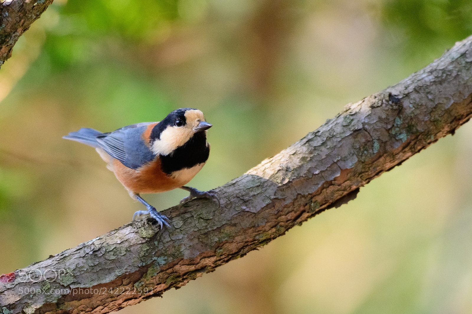 Nikon D500 sample photo. Varied tit photography