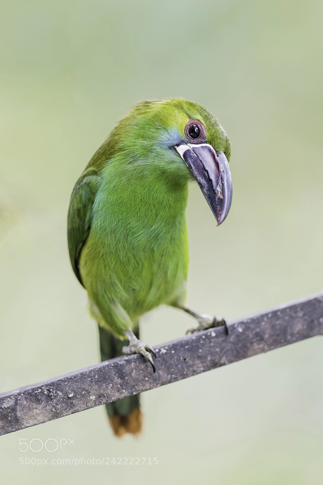 Nikon D850 sample photo. Crimson rumped toucanet photography