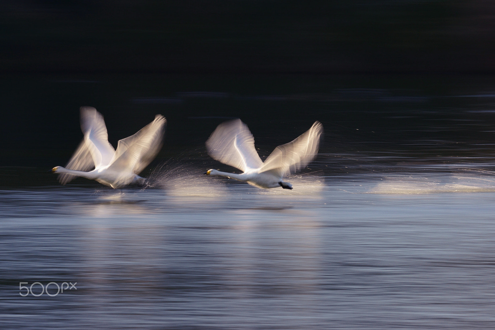 Sony ILCA-77M2 + Sony 70-400mm F4-5.6 G SSM II sample photo. (taking off on the blue) photography