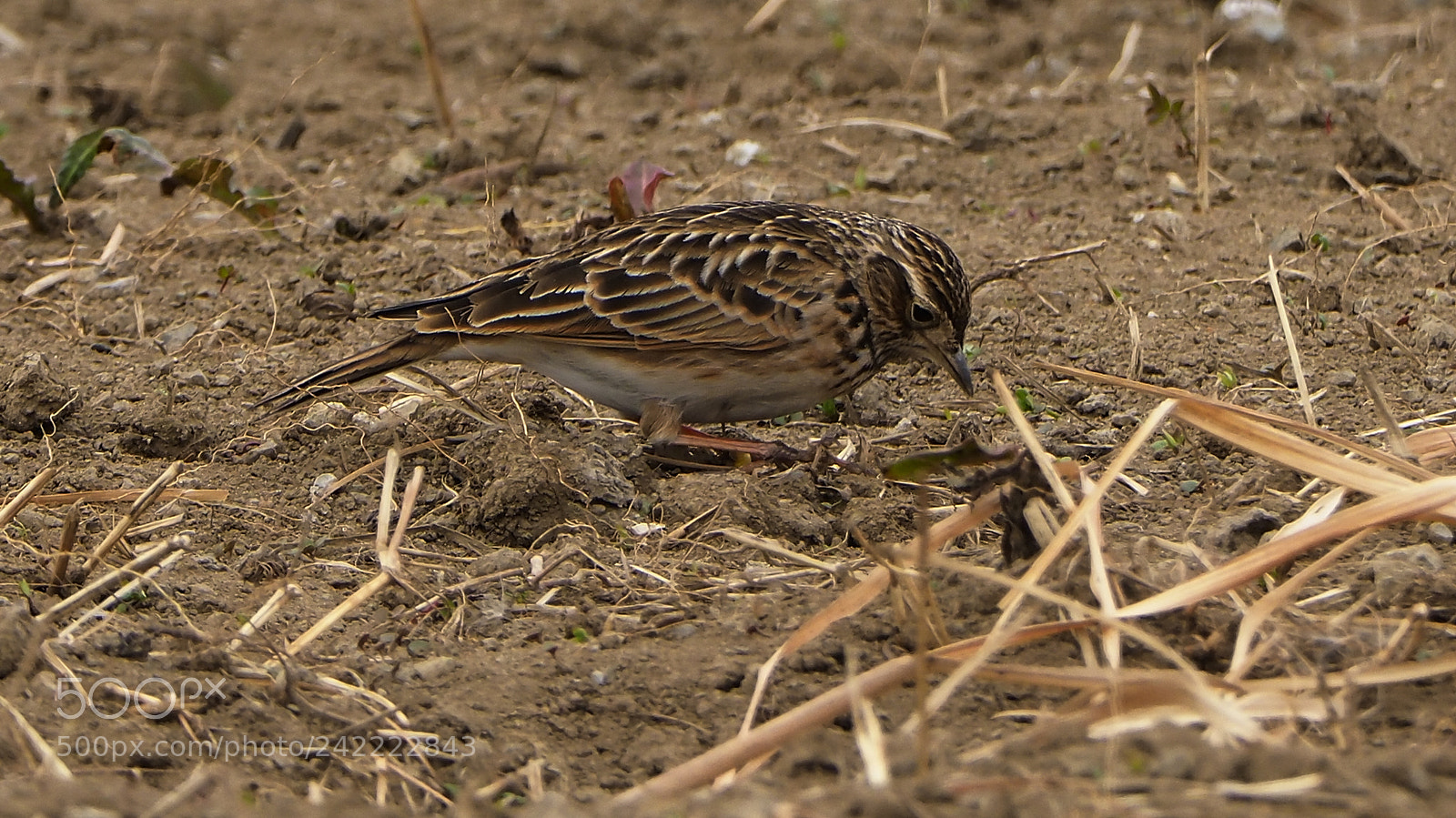 Olympus OM-D E-M1 Mark II sample photo. Looking for bite photography