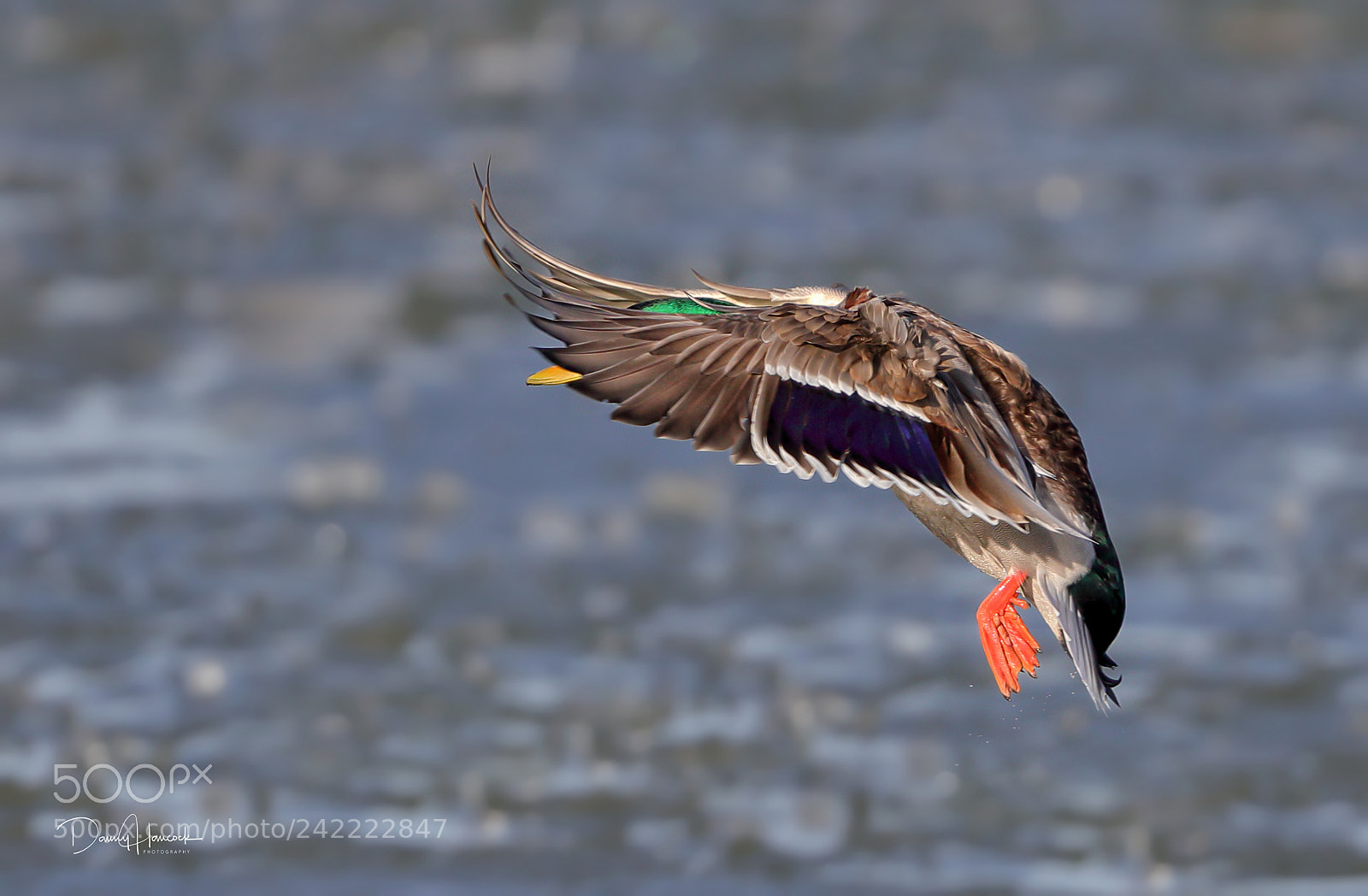 Canon EOS-1D X Mark II sample photo. Mallard landing photography