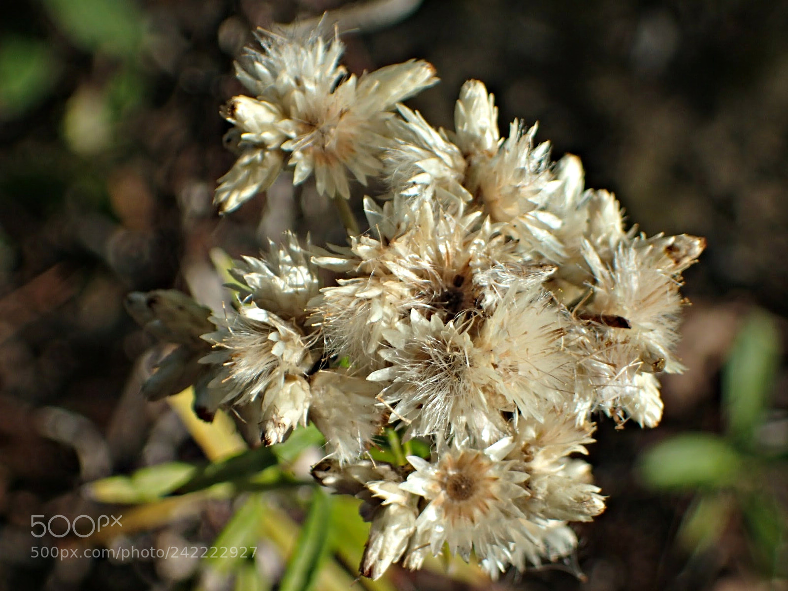 Olympus TG-4 sample photo. Dried flowers photography