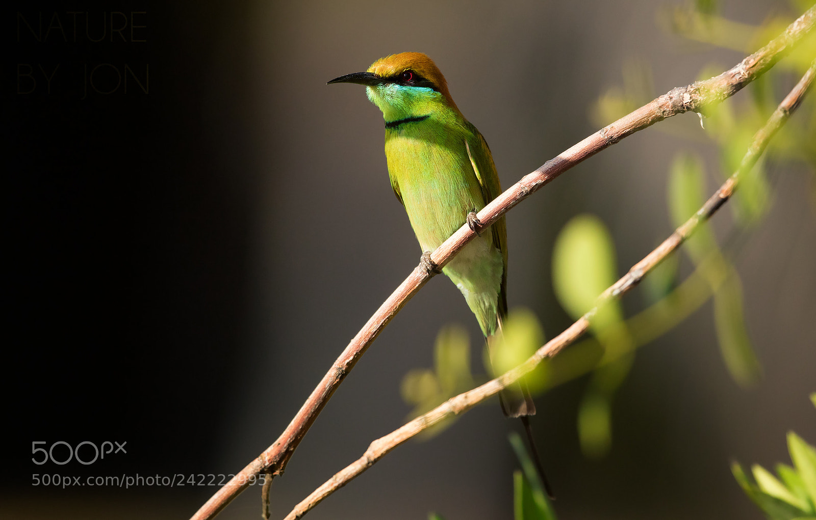 Canon EOS 7D Mark II sample photo. Green bee-eater photography