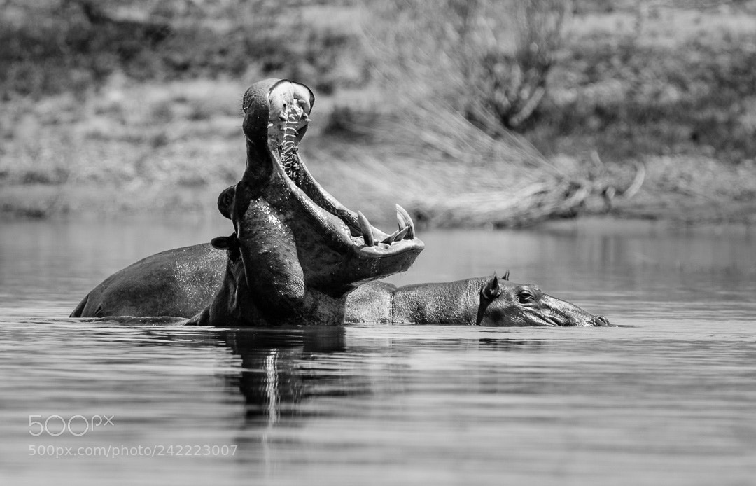 Canon EOS 7D Mark II sample photo. Hippo photography