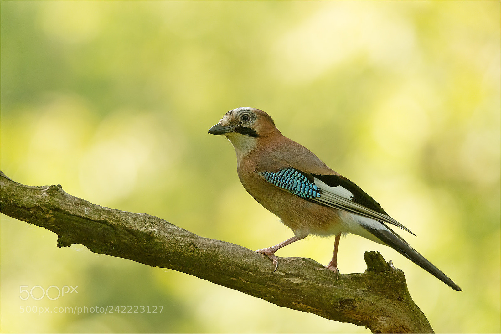 Nikon D7200 sample photo. Eurasian jay / eichelhäher photography
