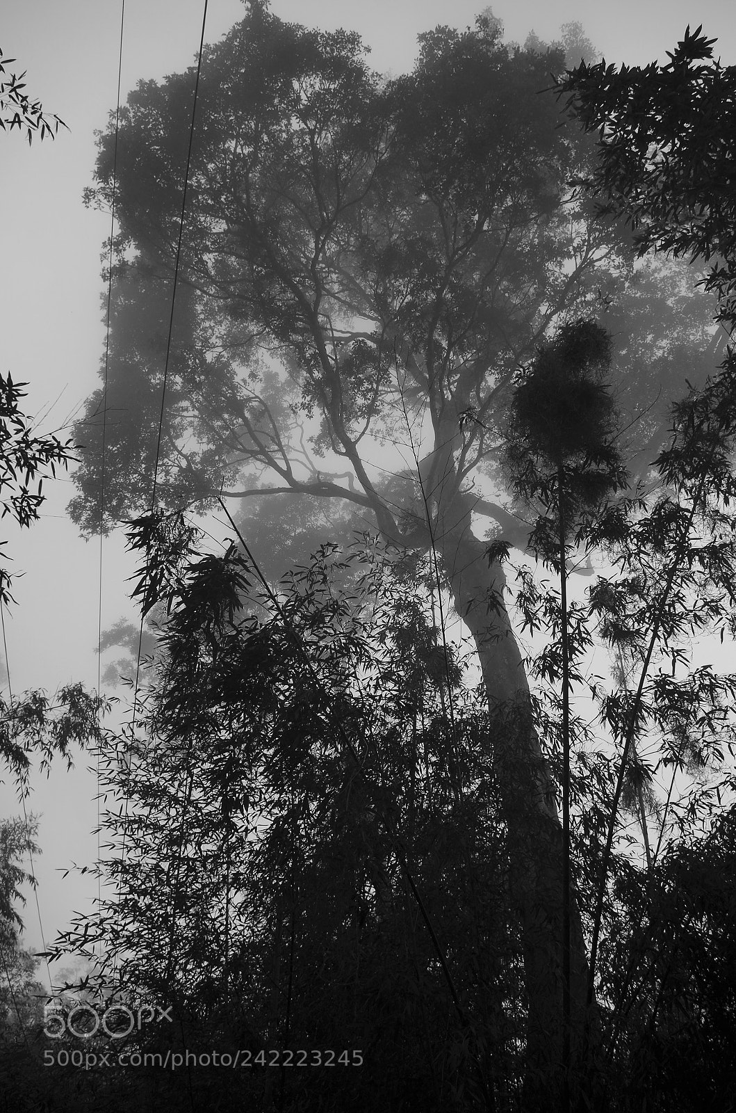 Pentax K-500 sample photo. Gloomy forest in taiwan photography