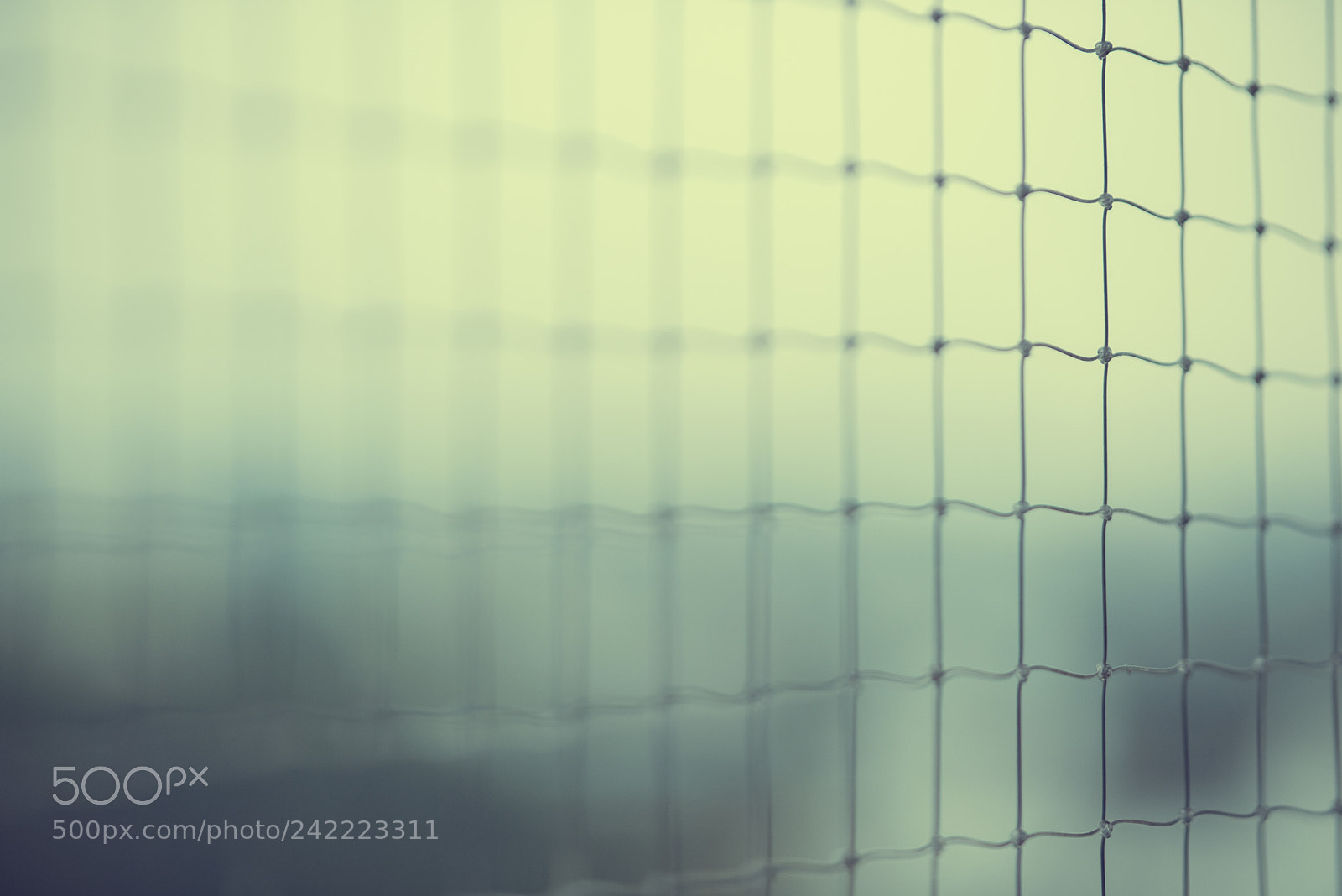 Nikon D810 sample photo. Life is a mesh photography