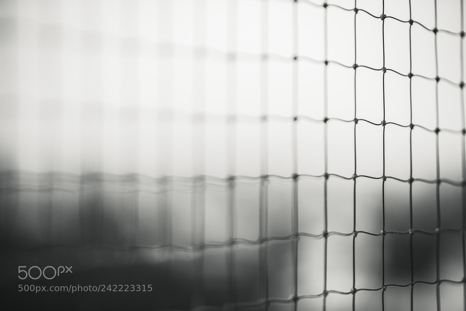 Nikon D810 sample photo. Life is a mesh photography